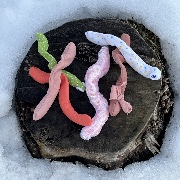 Six fabric worms sitting on a tree stump in the snow